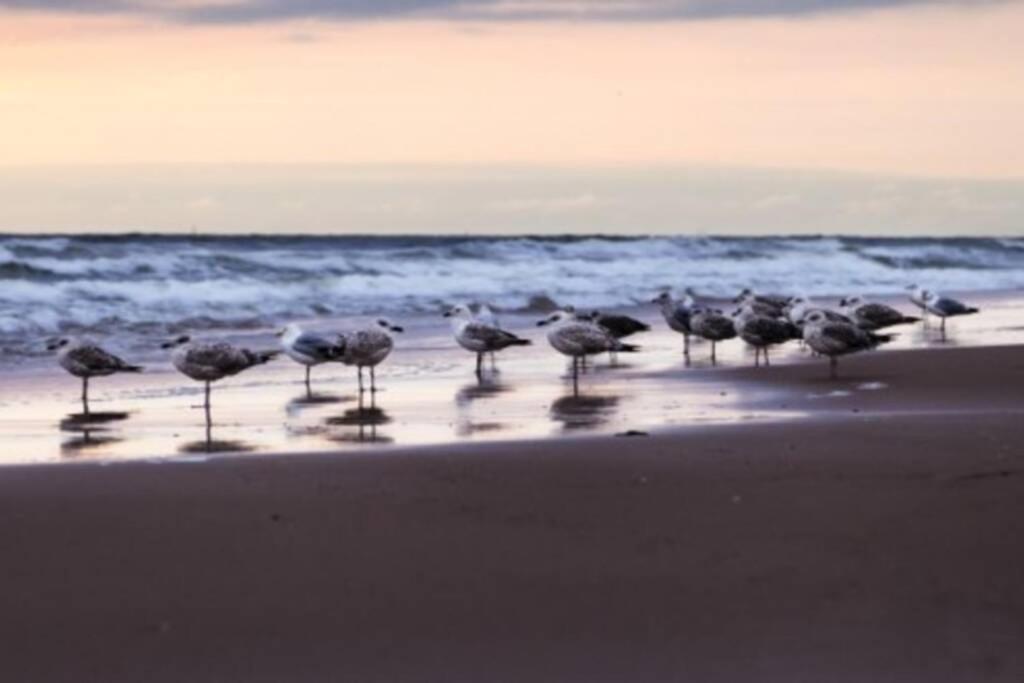 Zeezonzand Koksijde Exteriér fotografie